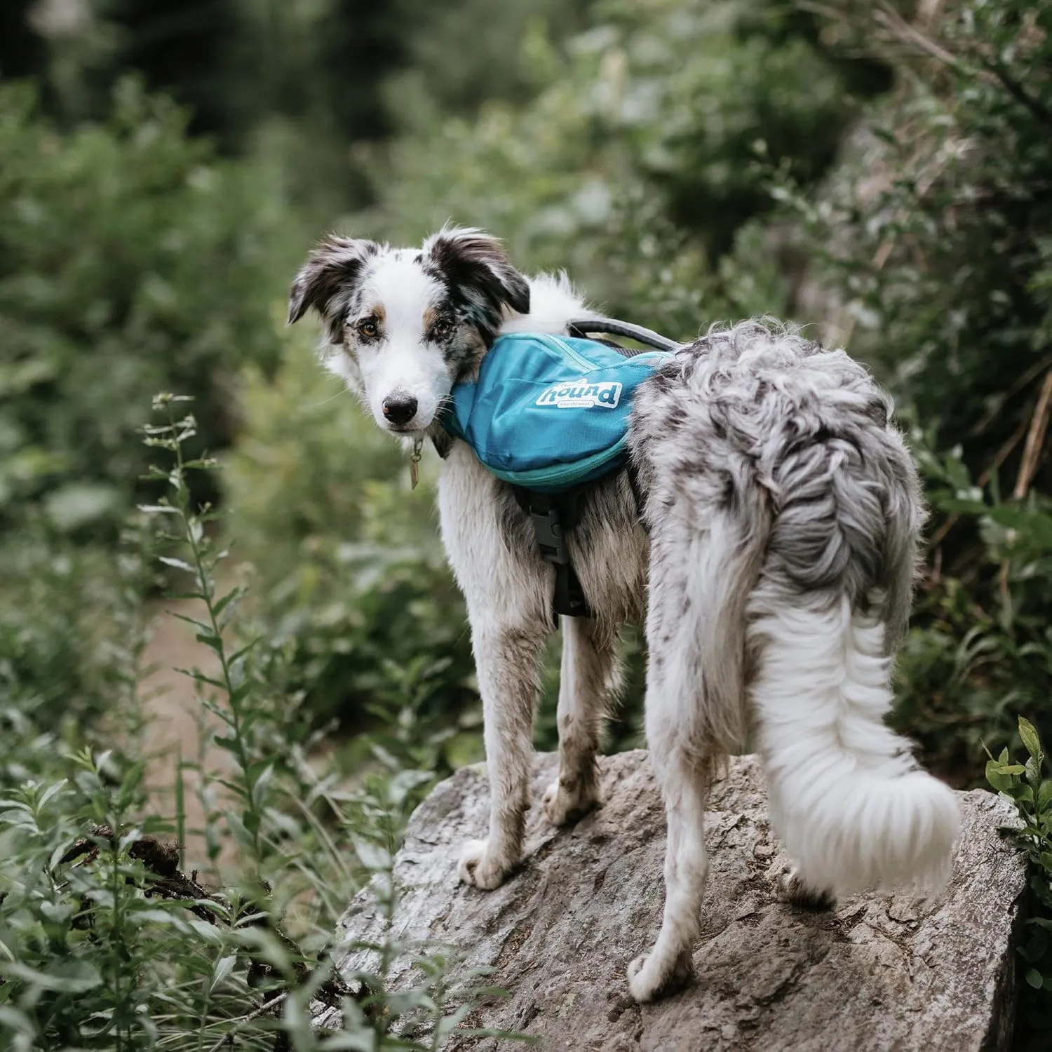Outward Hound DayPak Blue Dog Saddleback Backpack, Large